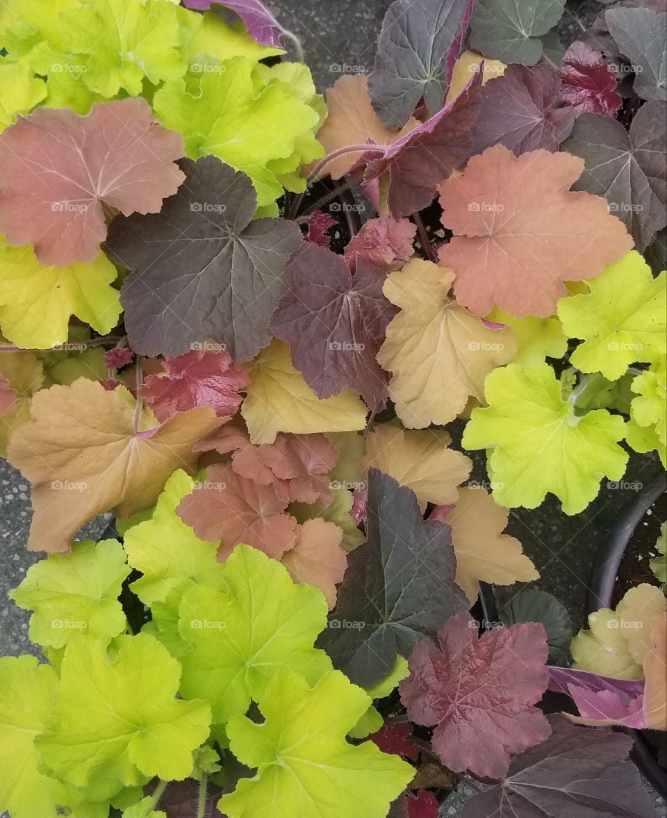 Various colored leaves