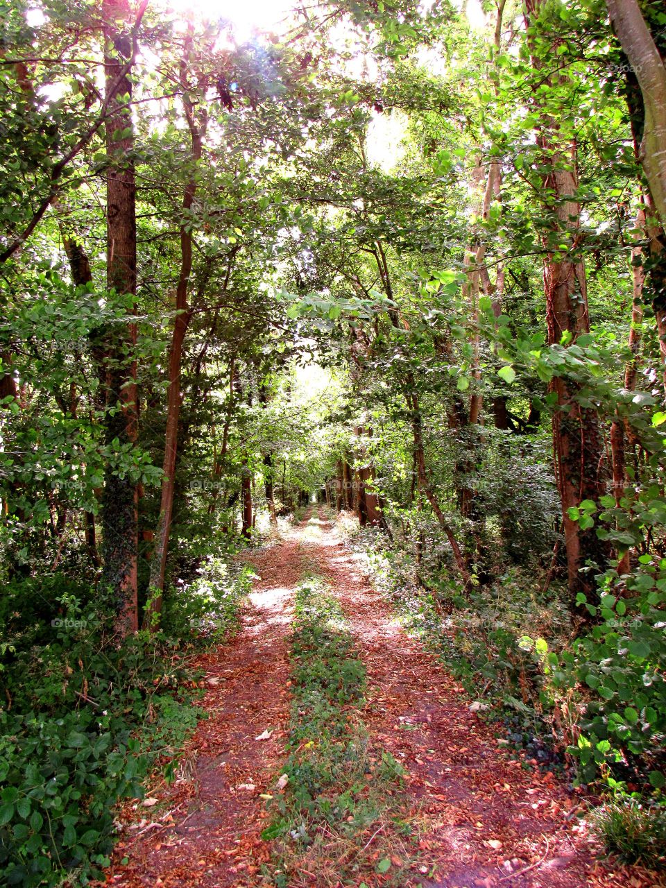 rural path