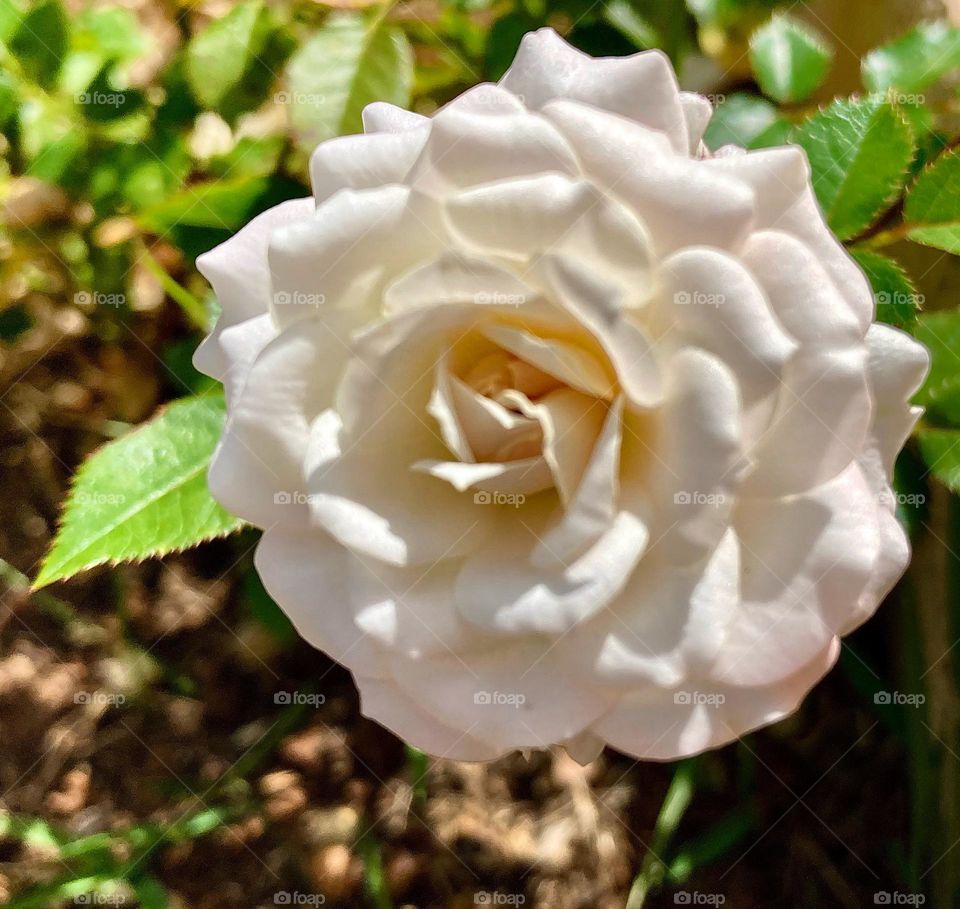 🌹 🇺🇸 Very beautiful flowers to brighten our day.  Live nature and its beauty. Did you like the delicate petals? / 🇧🇷 Flores muito bonitas para alegrar nosso dia. Viva a natureza e sua beleza. Gostaram das pétalas delicadas? 