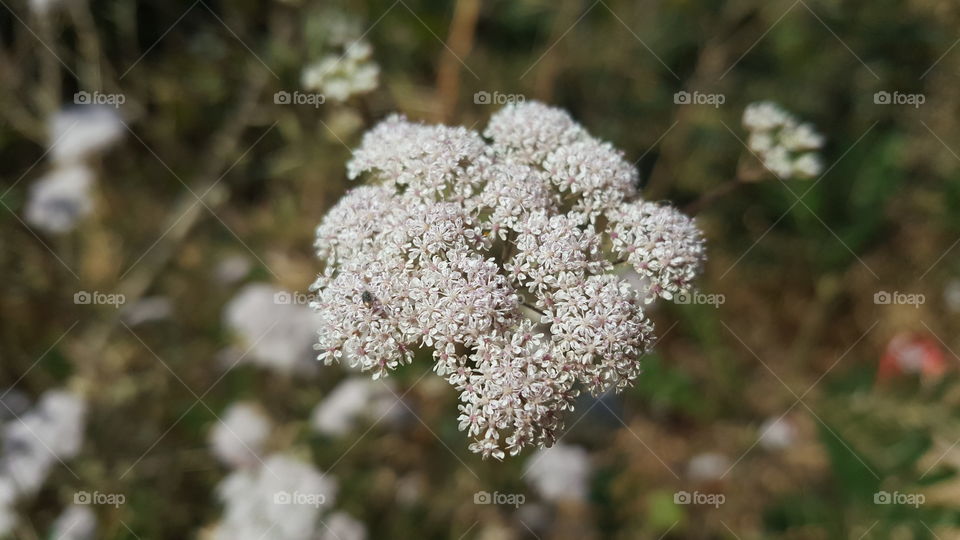 Wild Beauty -White Floral Bunch
