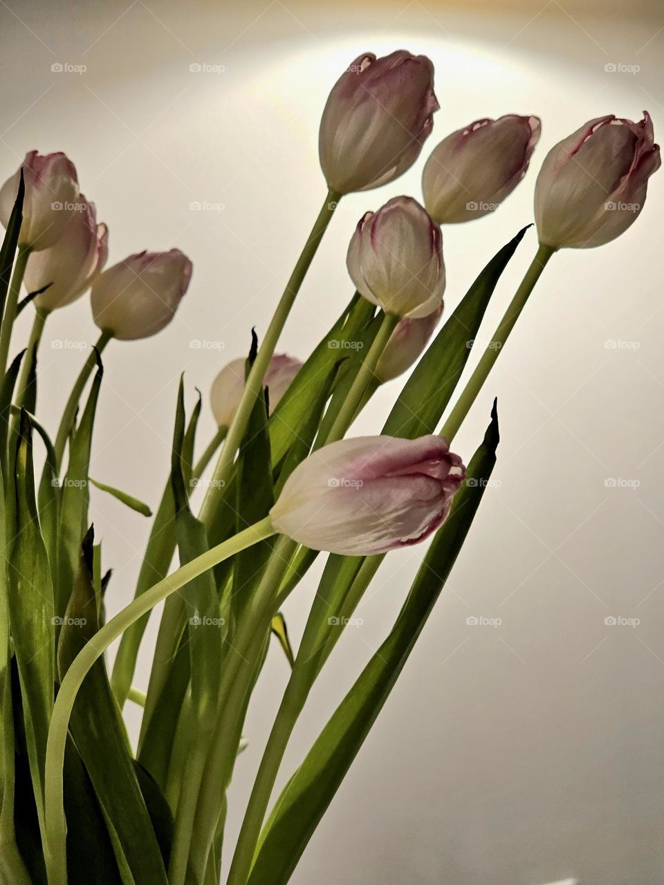 Pink tulips