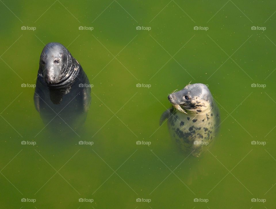 The Baltic Sea seals 