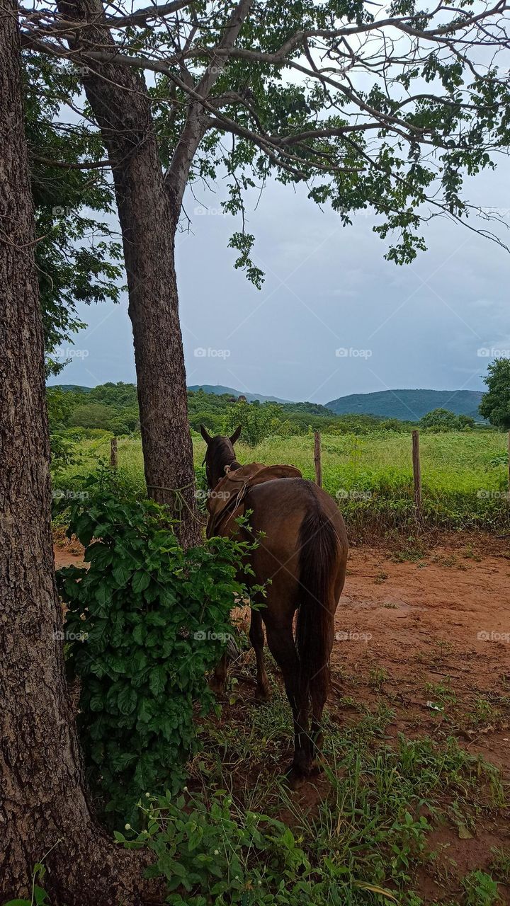Rural landscape in Brazil