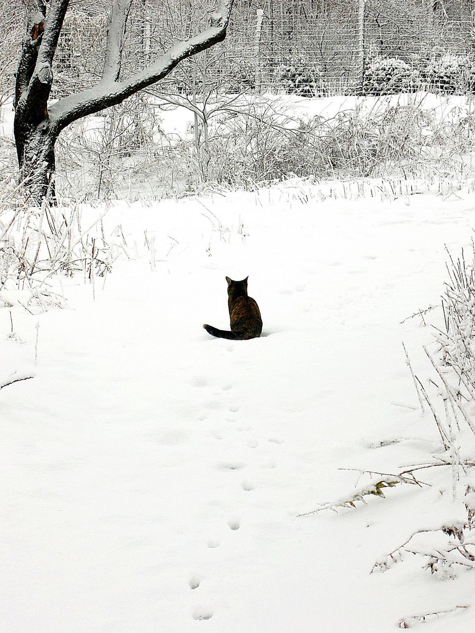 Solitary cat