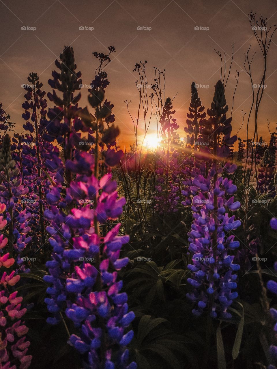 lupines field at sunset