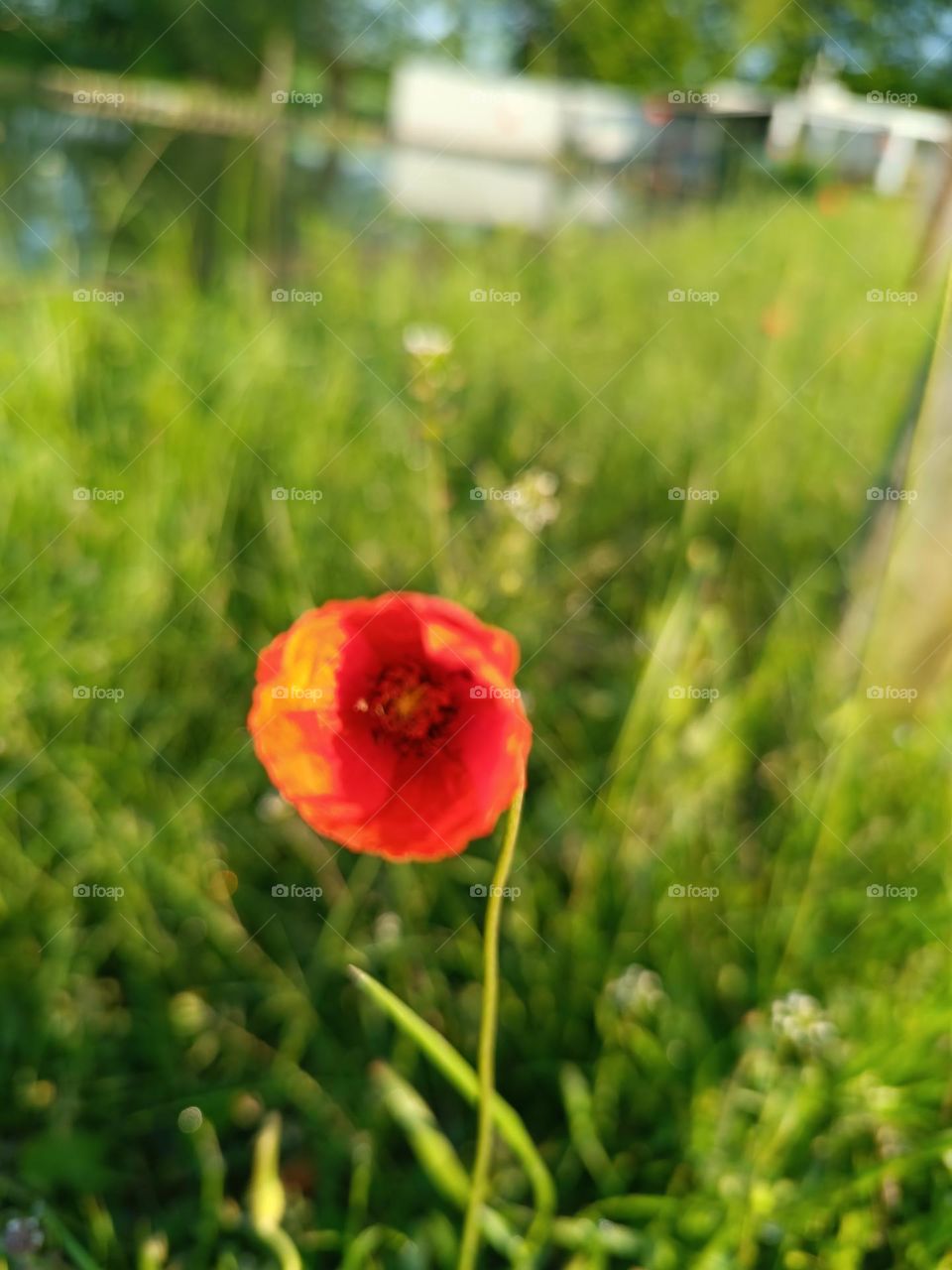 poppies