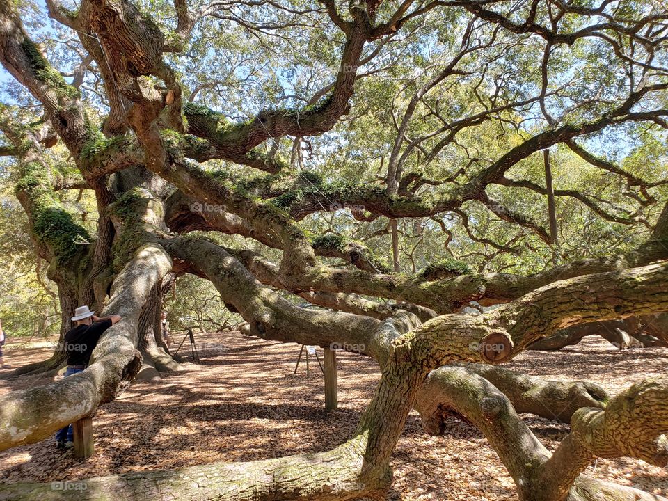 500 years old angel Oak tree