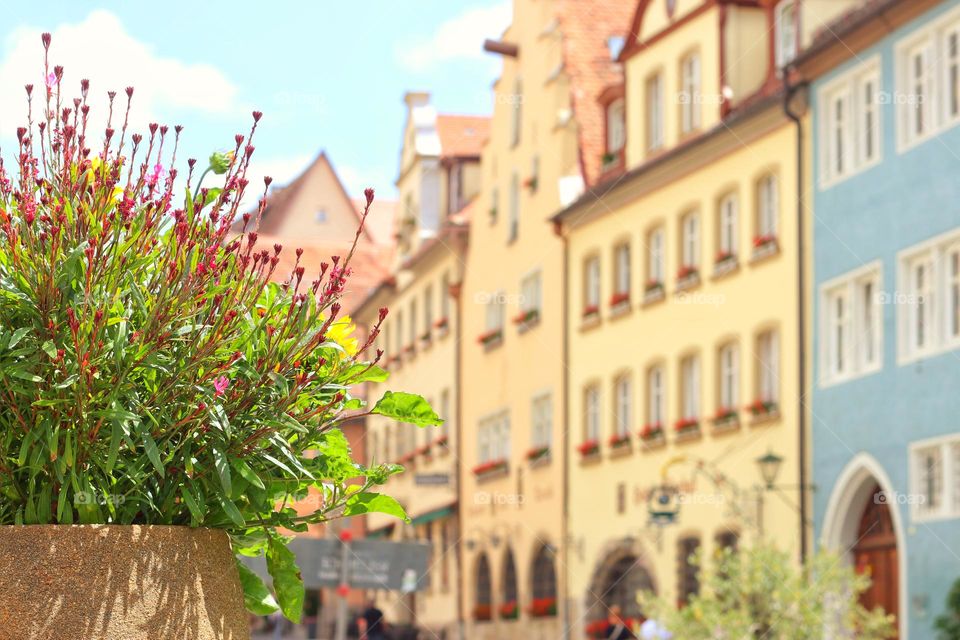 Blooming flowers in a city with colorful houses in summer