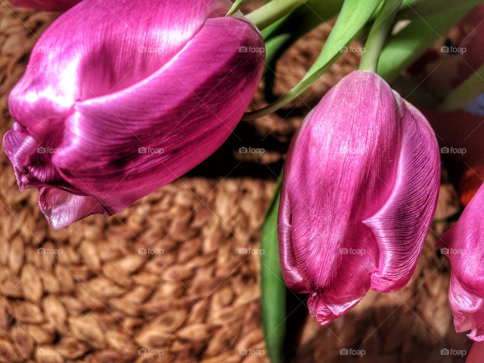 Tulips 