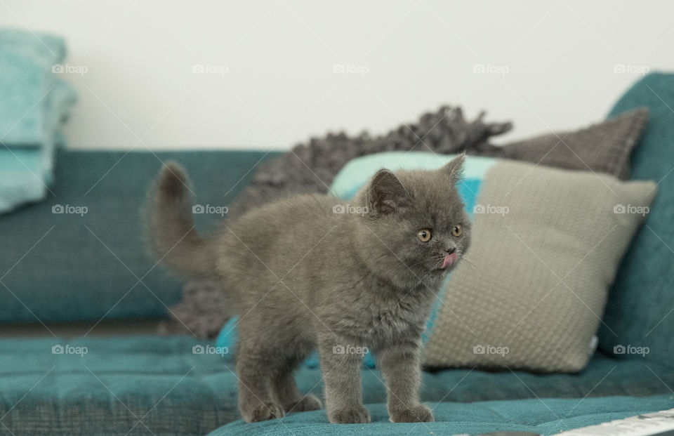 Grey kitten on the sofa