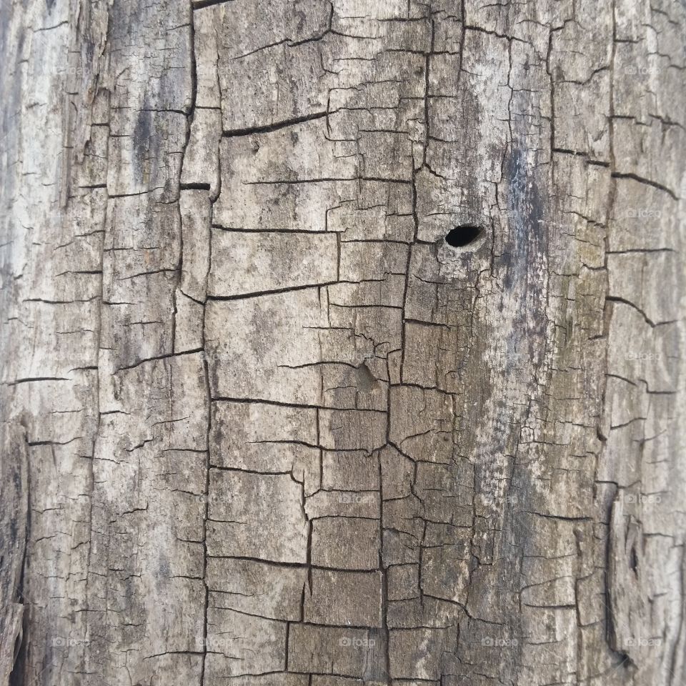 Bark, Old, Rough, Texture, Wood