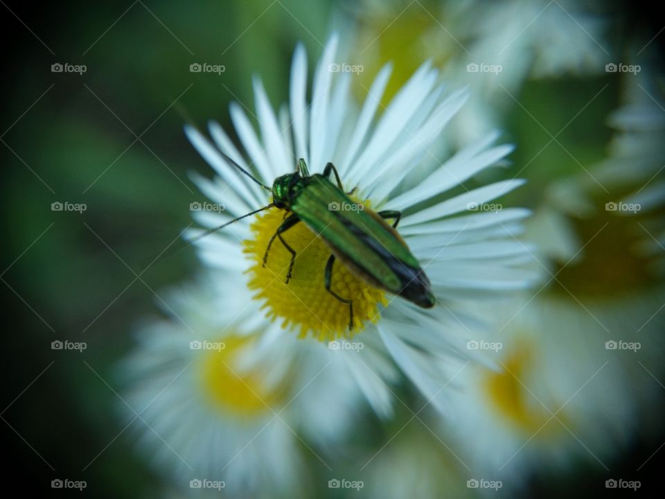 Picture taken with my smartphone and macro lens.