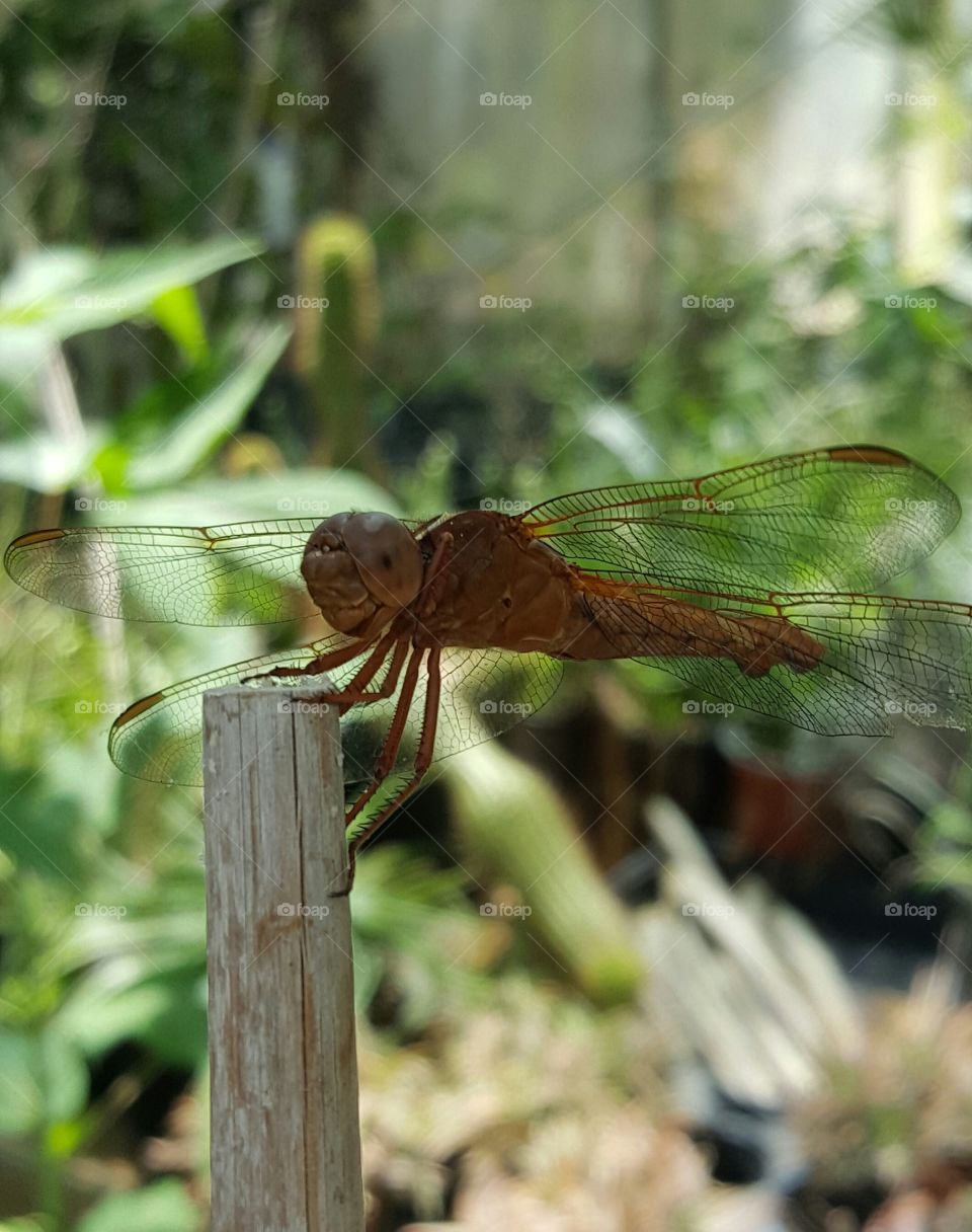 big Brown dragonfly