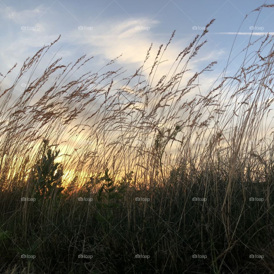 Long grass swaying in the wind with a pretty sunset in the background on elevated land.