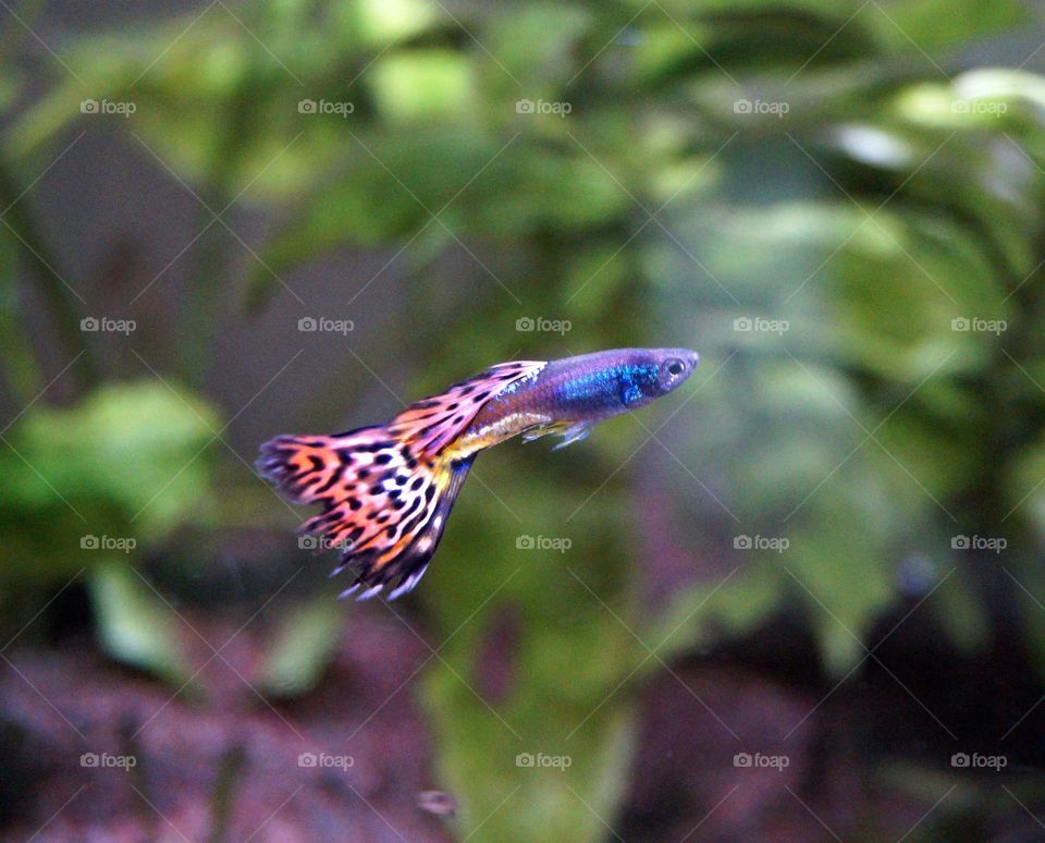 Male guppy