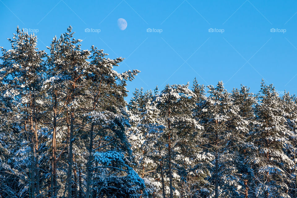 Forest in winter