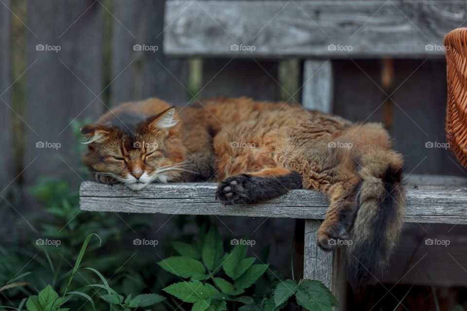 Rudy somali cat on an old wooden bench at summer day