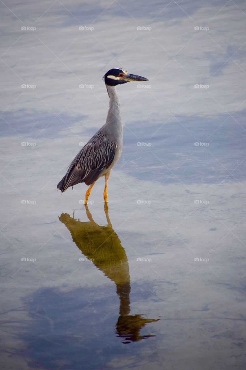 Yellow crowned Night Heron