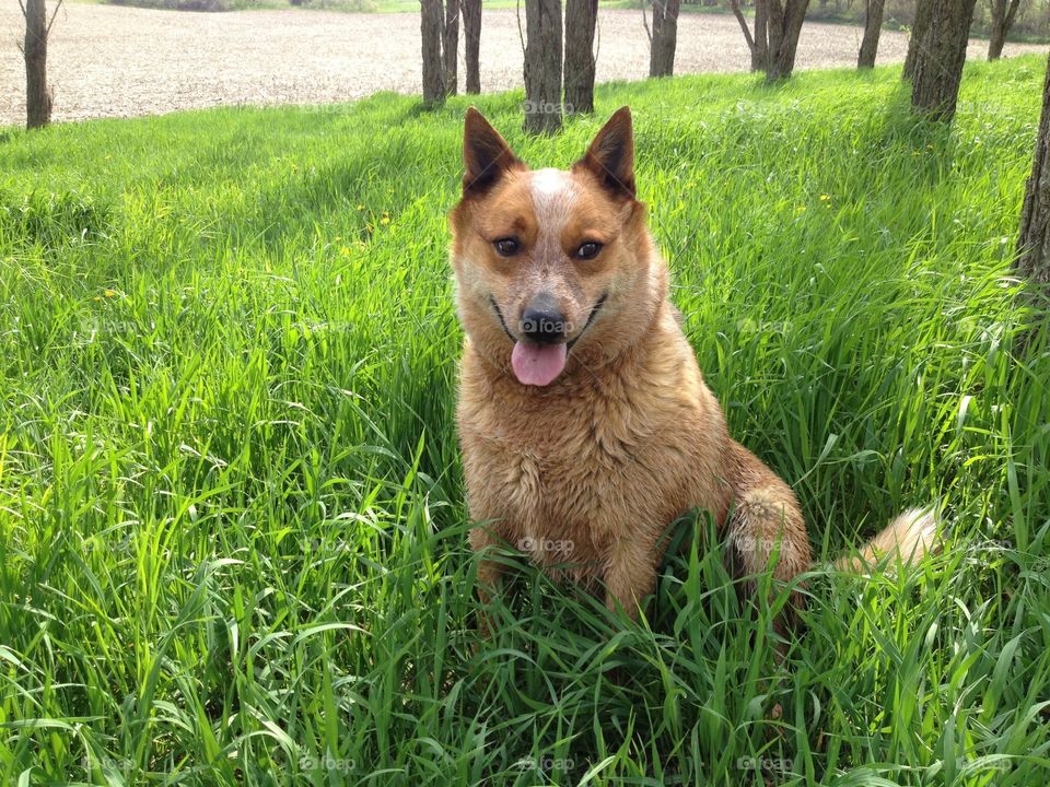 Prairie Pup