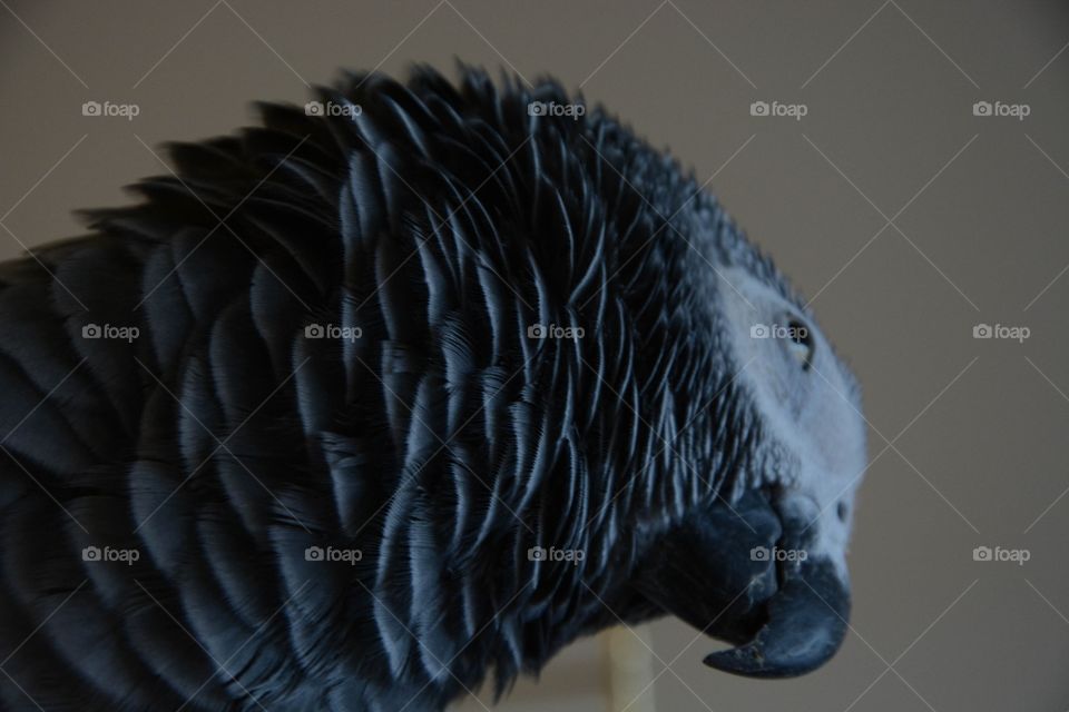 African grey parrot