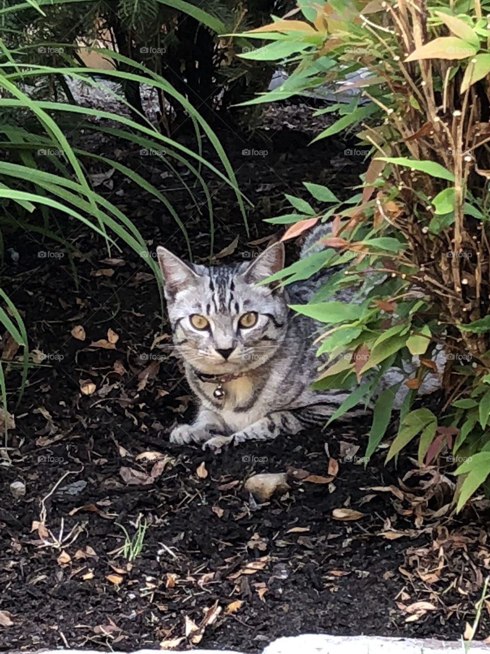 Tabby cat outdoors