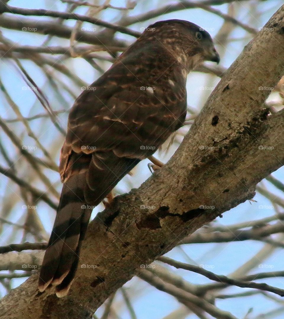 Hawk Perched in Tree Early Morning