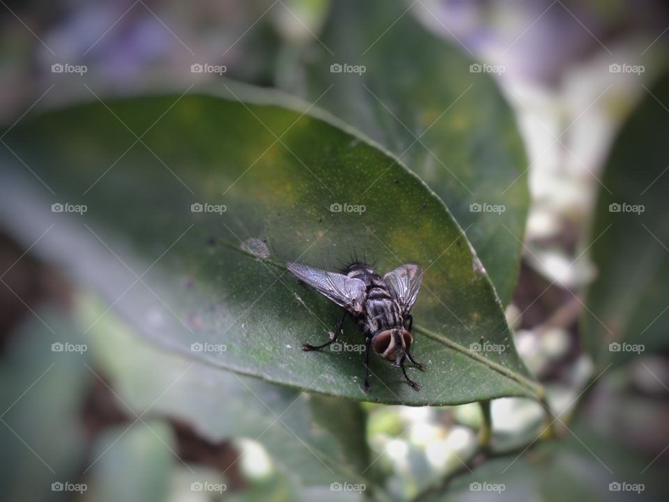 flies perch on the green leaf