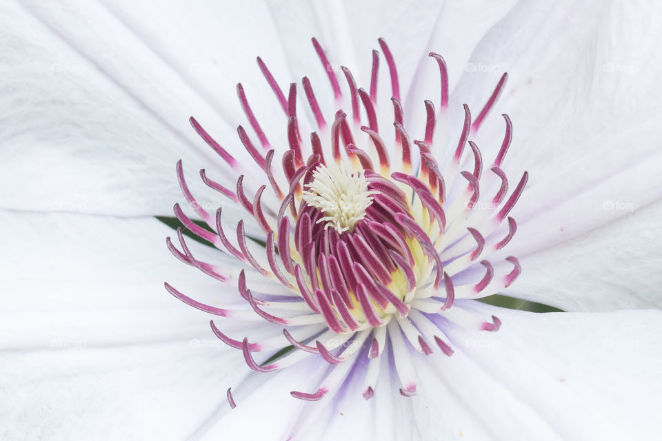 Close-up on white clematis flower with purple pistils 