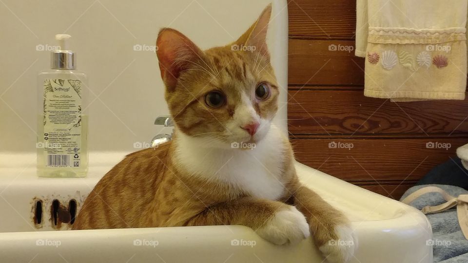 Orange cat in a sink