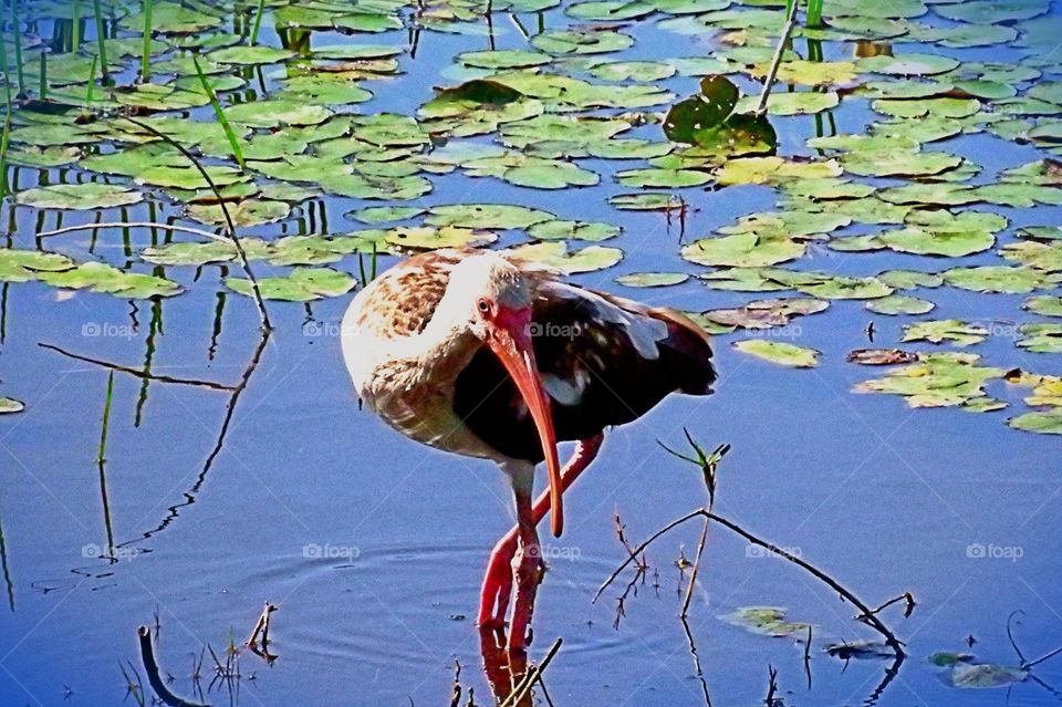 Juvenile Ibis