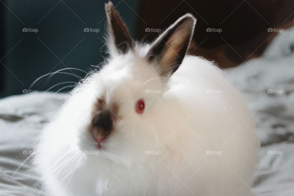 small white fluffy bunny laying on blanket and facing the camera