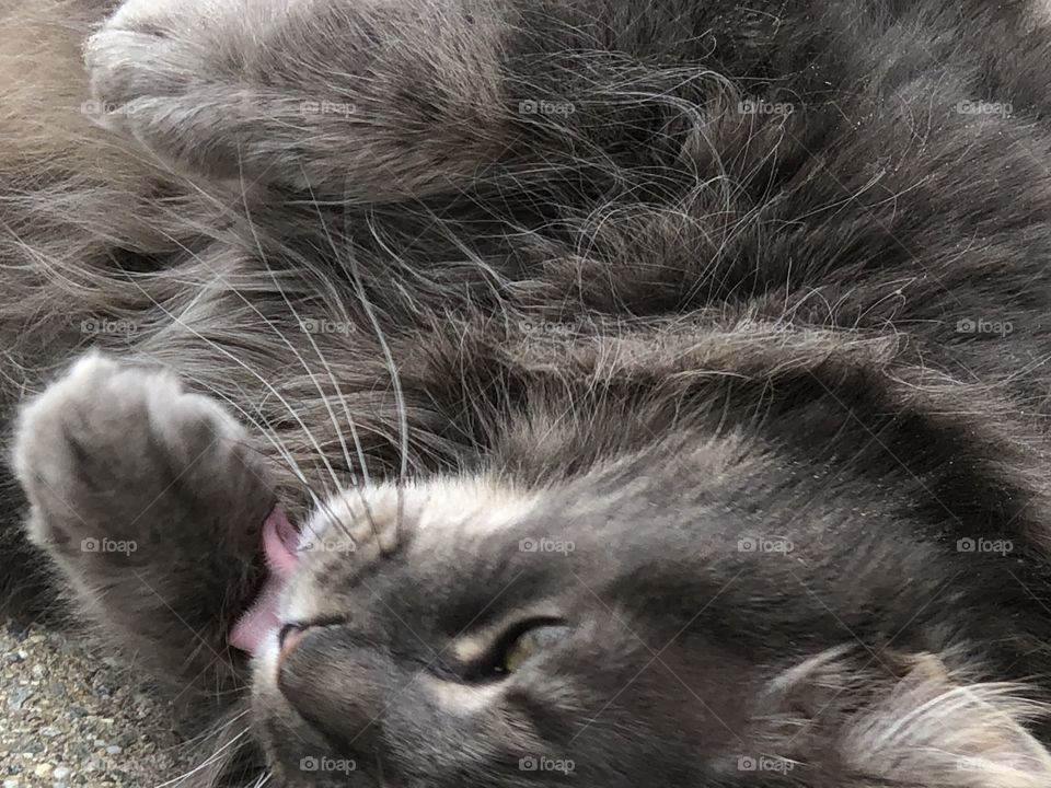 Cute gray kitty doing kitty things