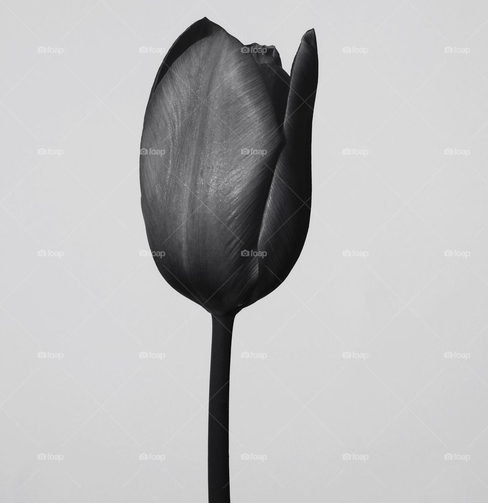 black and white rose . flower