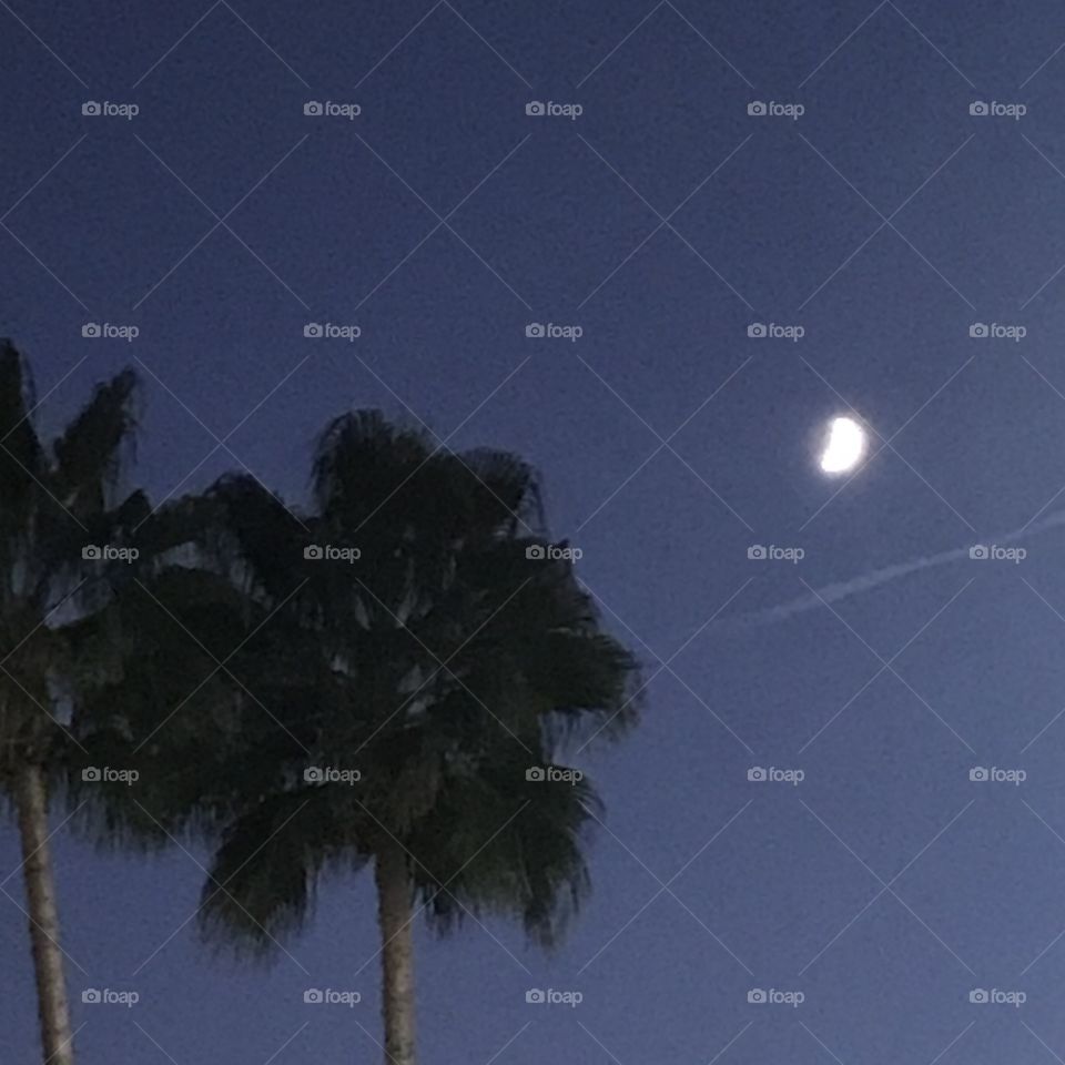 Moon over the palm trees. It is a magnificent sight worth capturing in a photo.