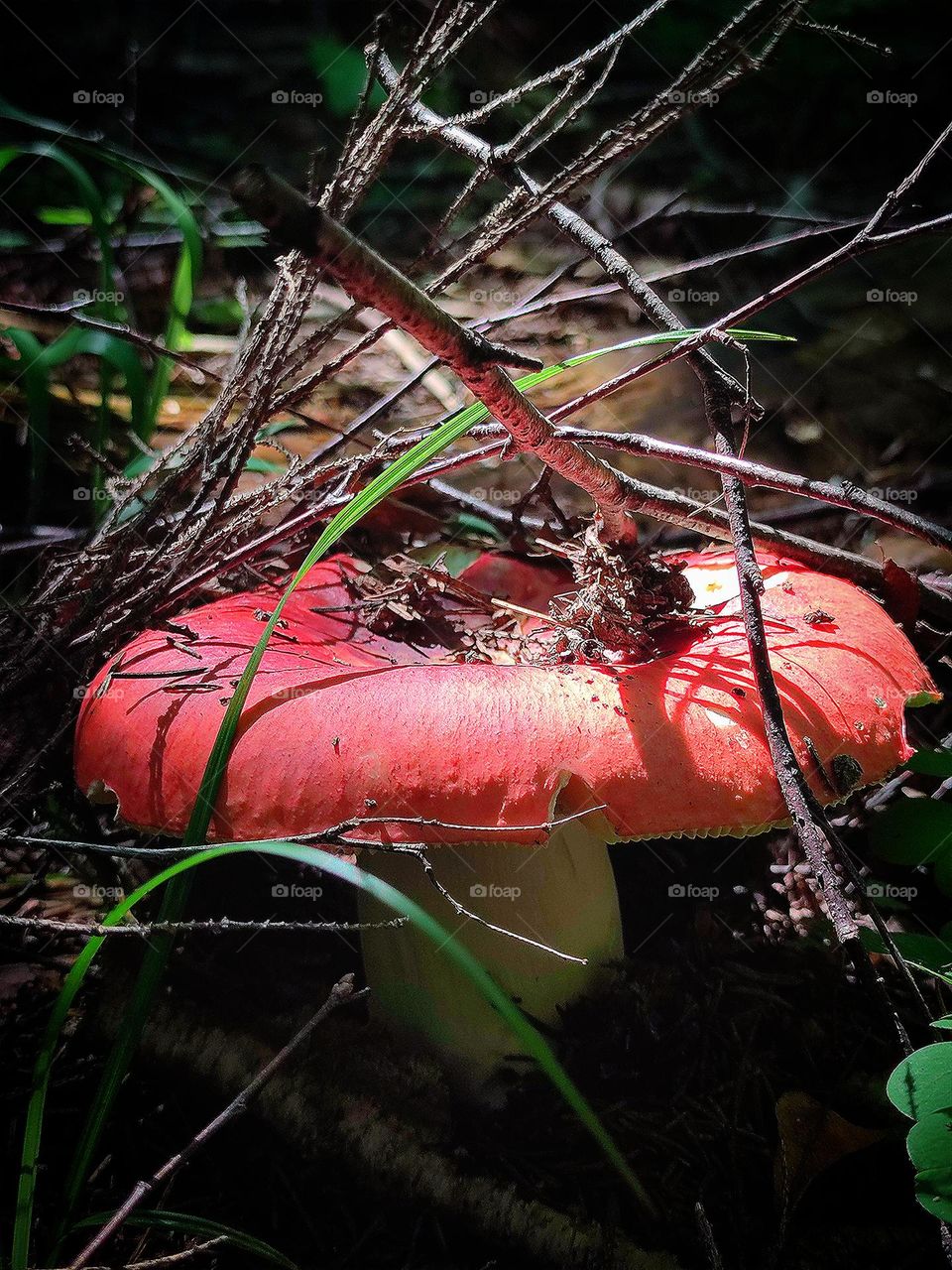 Mushrooms.  Russula in the grass.  Sunlight falls on a red mushroom cap