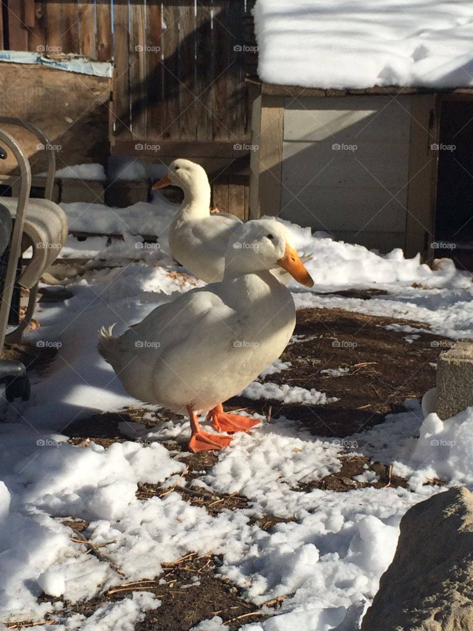 Snowy ducks