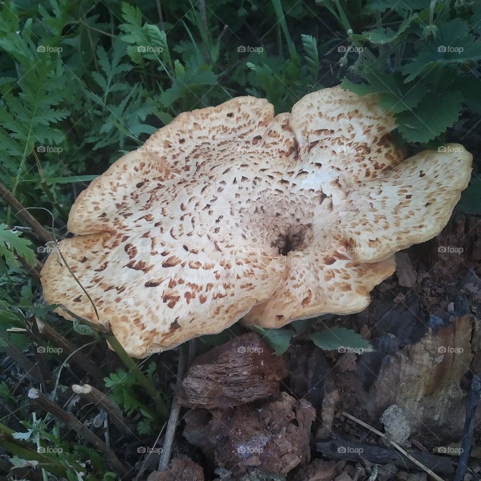 mushroom ... wonderful nature
