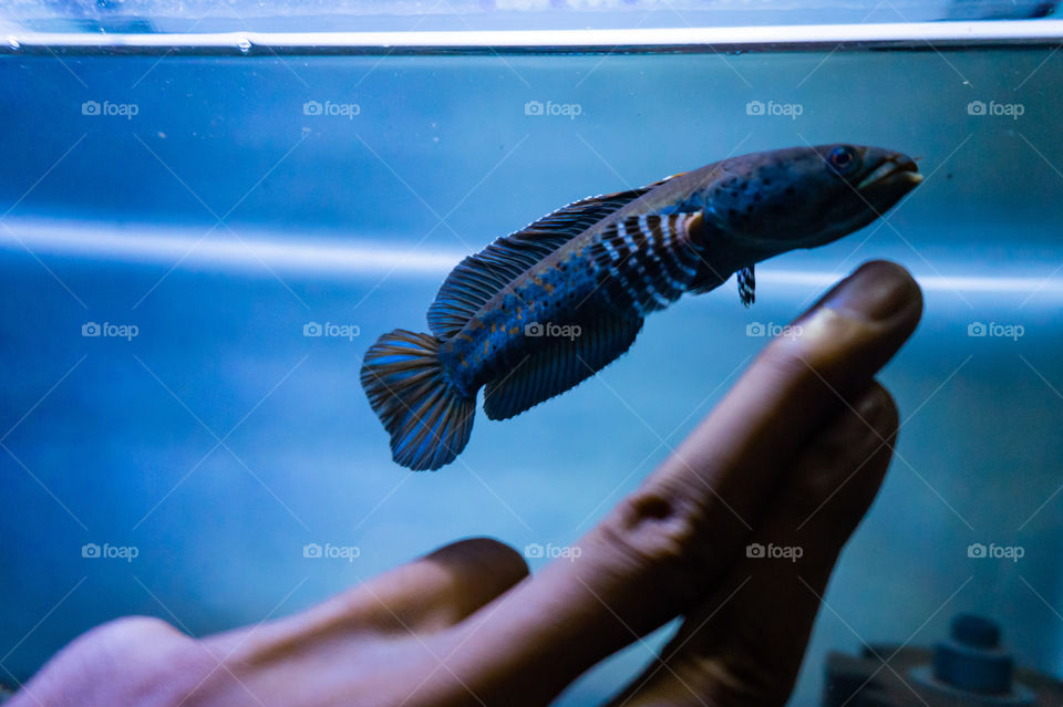 A blue channa swims in aquarium