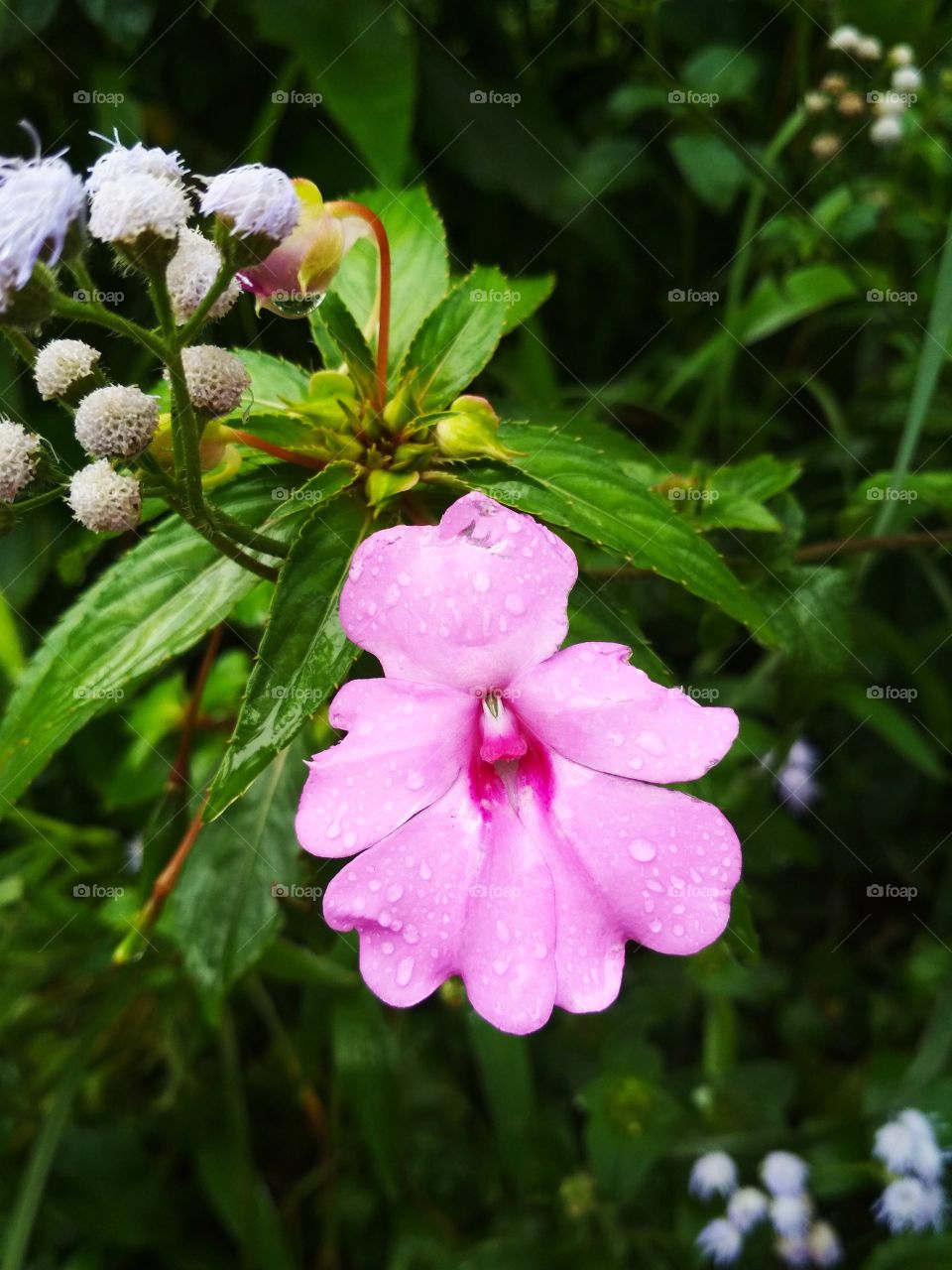 pinky flower