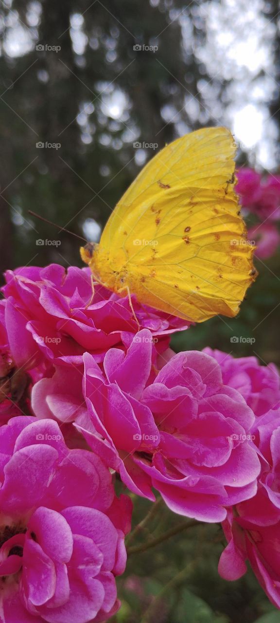 yellow gem butterfly