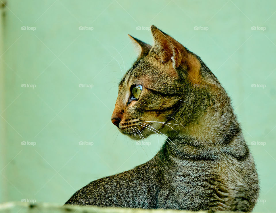 Domestic cat  - Egyptian mau  cat