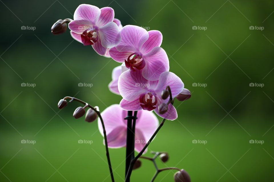 Close-up of pink orchid