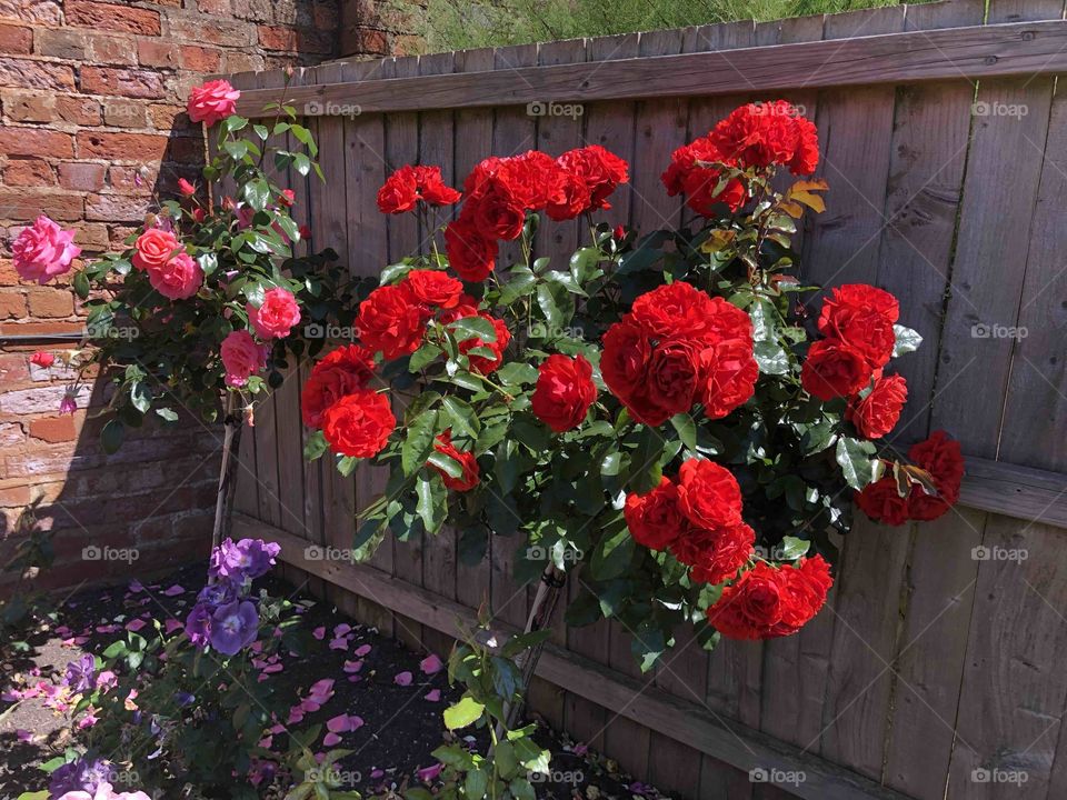 Beautiful flowers to be found at Connaught Gardens, Sidmouth, where the gardeners know how to properly care for their plants.