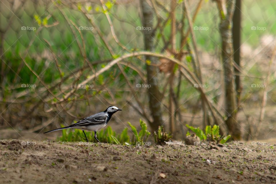 A small bird on a ground looking for some food on a spring morning