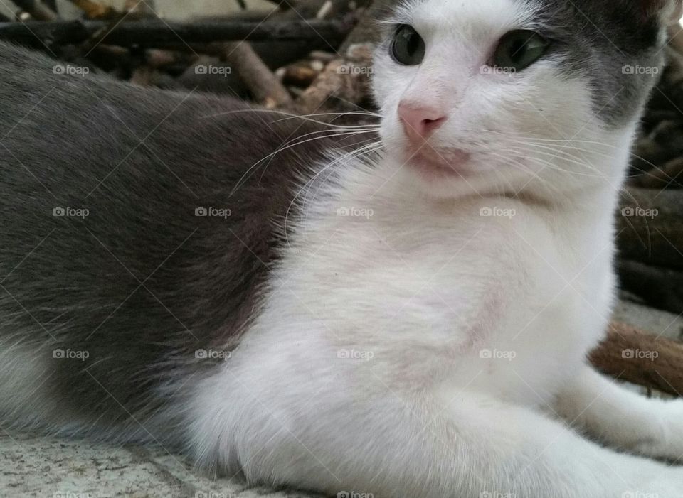 this is cat nervous when something new come