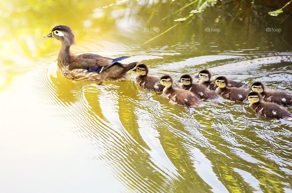 A beautiful Momma wood duck with her adorable babies following behind her across the pond. Photo was taken at the Dominion Arboretum in Ottawa, Ontario, Canada in May 2018.