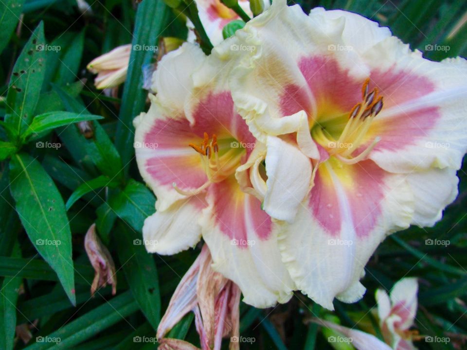 Two white and pink lilies 