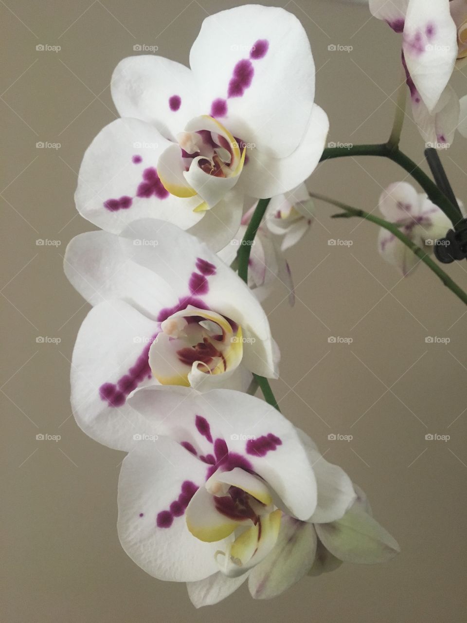 Orchid