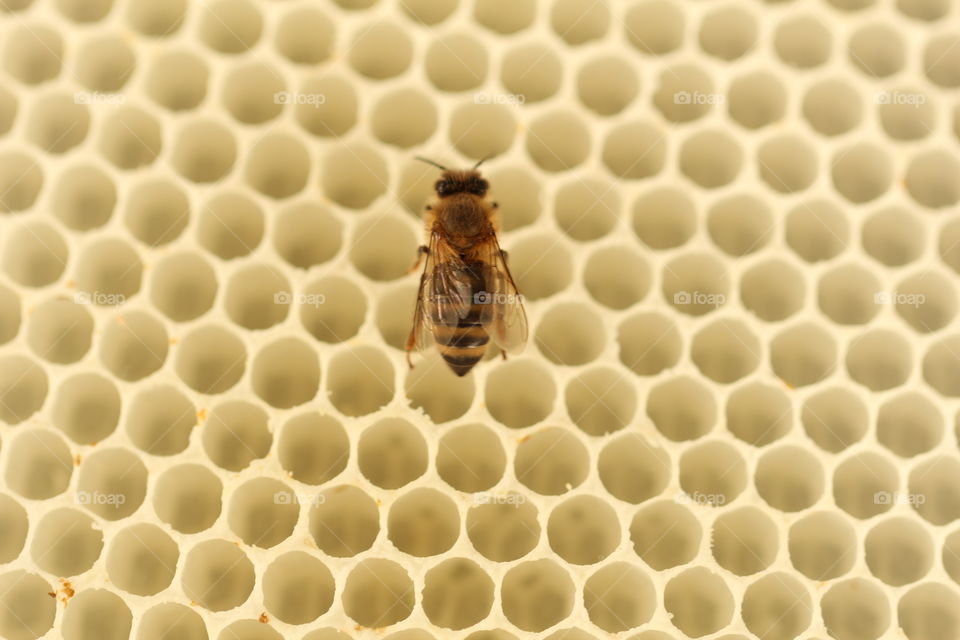 Macro of a bee