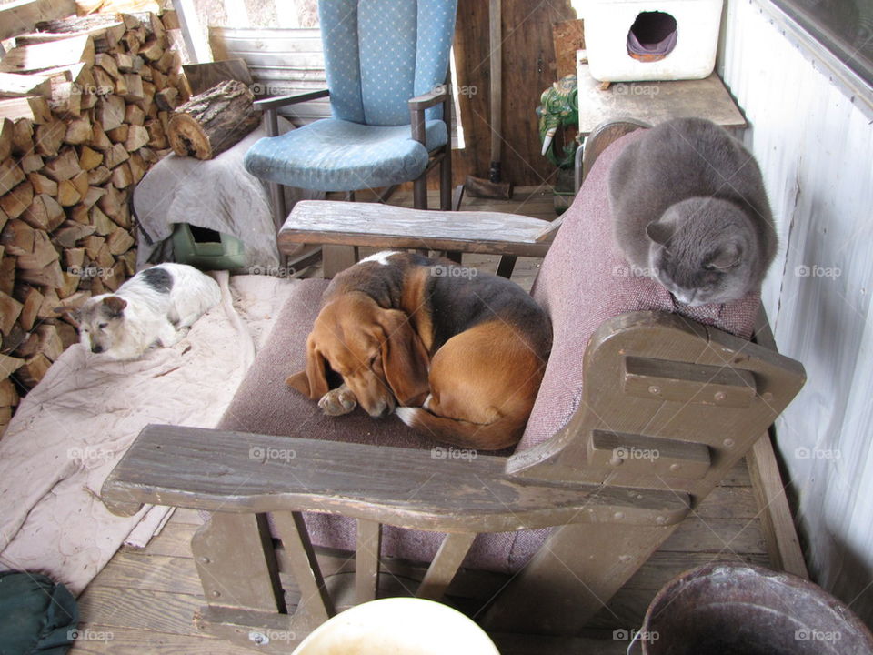 Porch of Pets
